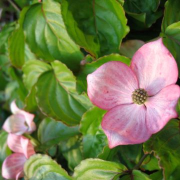 Cornus kousa Heart Throb - Flowering Dogwood