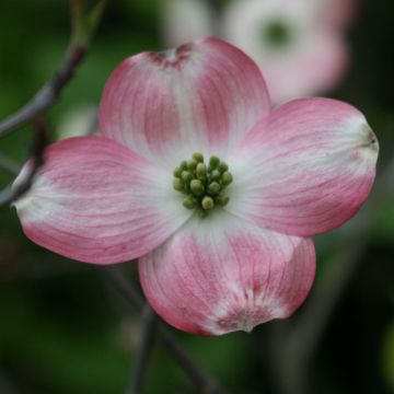 Cornus florida Rubra - Flowering Dogwood