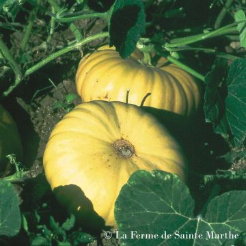 Winter Squash Tan Cheese - Ferme de Sainte Marthe Seeds