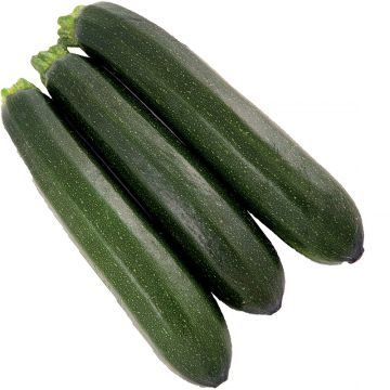 Zucchini Brillante F1 - Cucurbita pepo