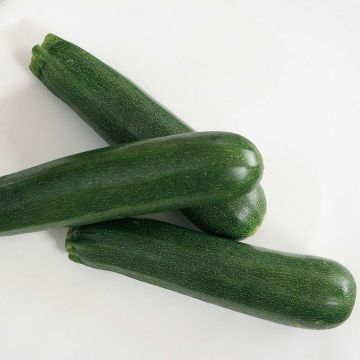 Grafted Zucchini Kimber F1 plants - Cucurbita pepo