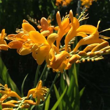 Crocosmia masoniorum Rowallane Yellow