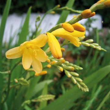 Crocosmia Walberton Yellow - Montbretia