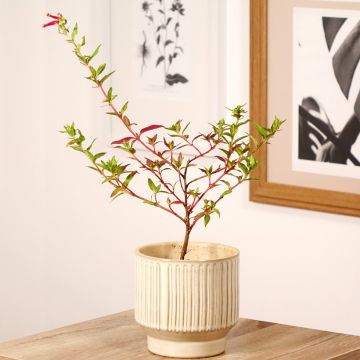 Cuphea Twinkle Pink