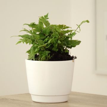 Cyrtomium fortunei - Evergreen fern