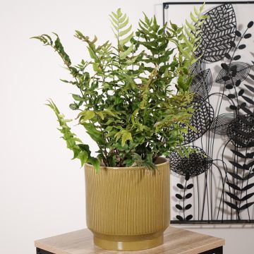 Cyrtomium fortunei - Evergreen fern
