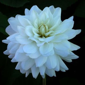 Dahlia Snowstorm