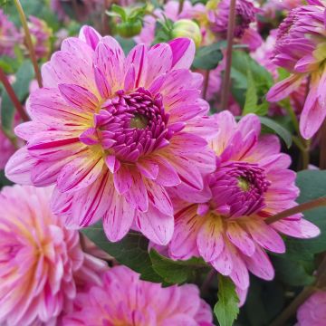 Dahlia Tropical