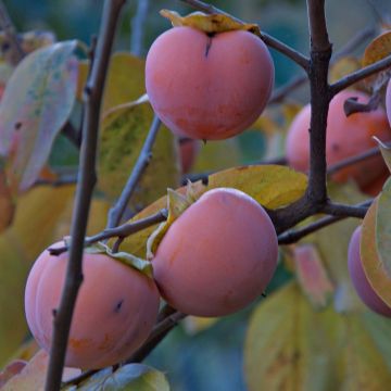 Diospyros kaki Vanillia - Persimmon