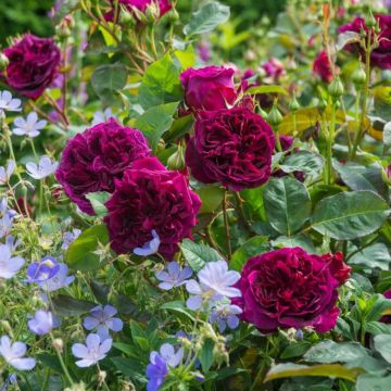 Cottage Duo - David Austin Munstead Wood rose and 3 perennial Blue Cloud Geranium