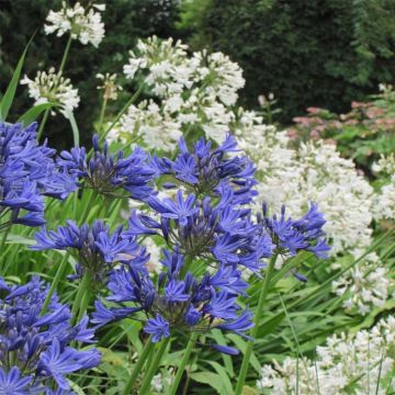 Duo of white and blue Agapanthus
