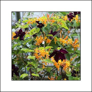 Dynamic Duo - Honeysuckle and Clematis Collection