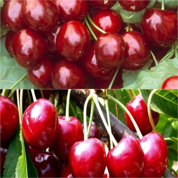 Cherry Tree Pollinator Duo for Cold Regions in Pots