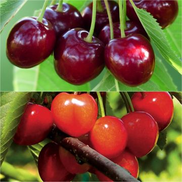 Cherry tree pollinator duo for a bountiful harvest