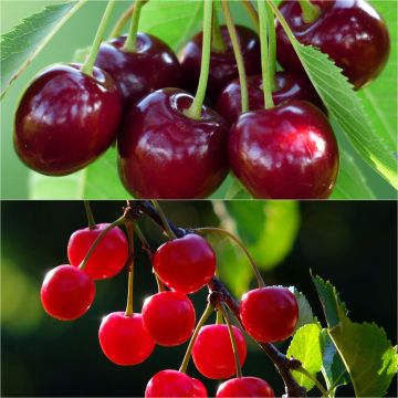 Cherry tree pollinator duo for a tasty harvest