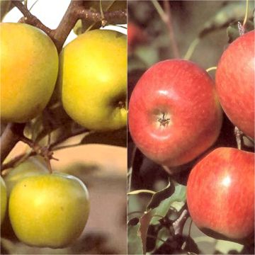 Reliable pollinator duo for Organic Apple trees