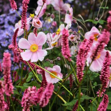 Perennial duo of pink and red autumn flowers