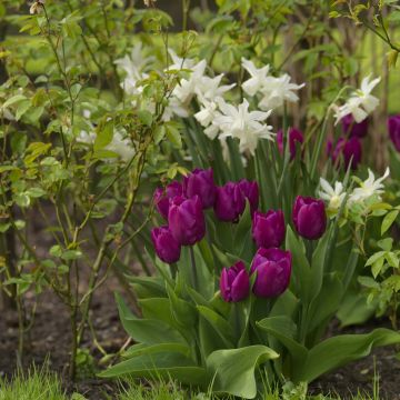 Duo Yin-Yang - Tulips and Daffodils