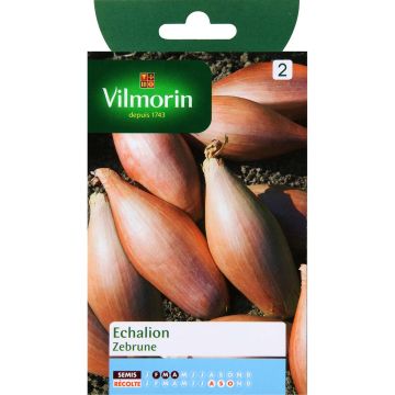 Zébrune Onion - Vilmorin seeds - Allium cepa