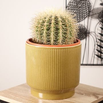 Echinocactus grusonii var. albispinus - Golden barrel cactus