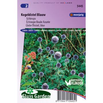 Globe Thistle Seeds - Echinops ritro