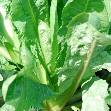 Organic Chicory Witlof Alba - Ferme de Sainte Marthe seeds - Cichorium intybus