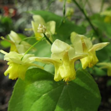 Epimedium pinnatum - Barrenwort