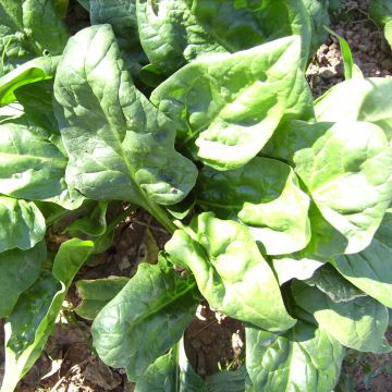 Organic Spinach Giant Winter