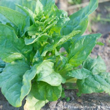 Spinach Viroflay Giant- Ferme de Sainte Marthe seeds