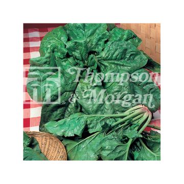 Spinach Viridis