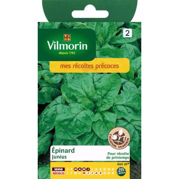 Spinach Junius - Vilmorin seeds