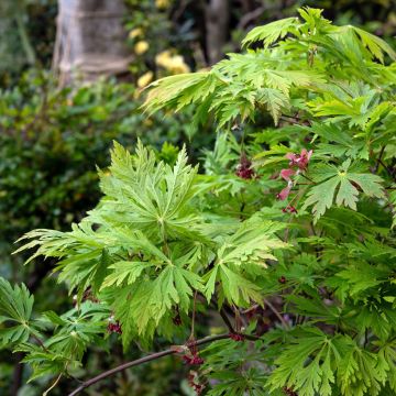 Acer japonicum Aconitifolium - Japanese Maple