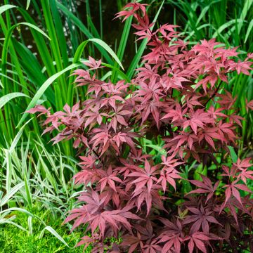 Acer palmatum Atropurpureum - Japanese Maple