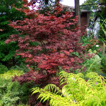 Acer palmatum Bloodgood - Japanese Maple