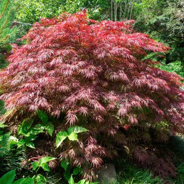 Acer palmatum susbp. dissectum Crimson Queen - Japanese Maple