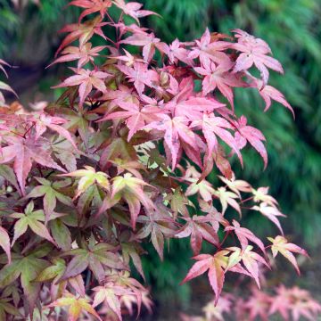 Acer palmatum Deshojo - Japanese Maple