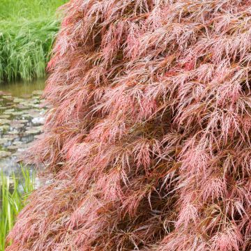 Acer palmatum Dissectum Garnet - Japanese Maple