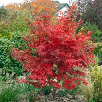 Acer palmatum Osakazuki - Japanese Maple