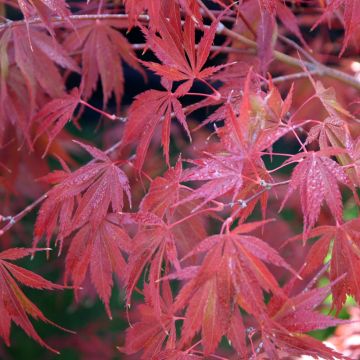 Acer palmatum Trompenburg (Tropenburg)