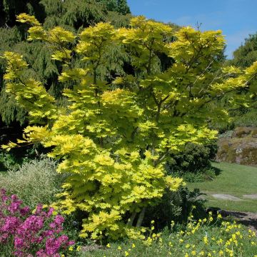Acer shirasawanum Aureum - Japanese Maple Acer shirasawanum Aureum - Japanese Maple