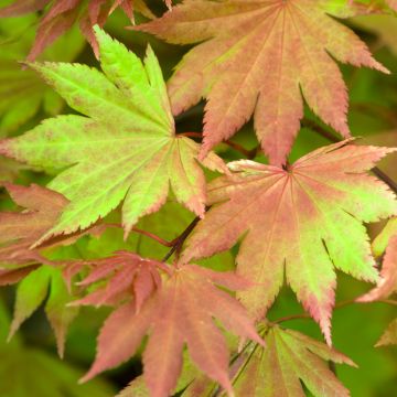 Acer shirasawanum Autumn moon - Japanese Maple