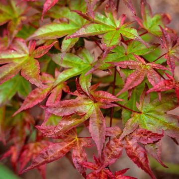 Acer palmatum Beni Maiko
