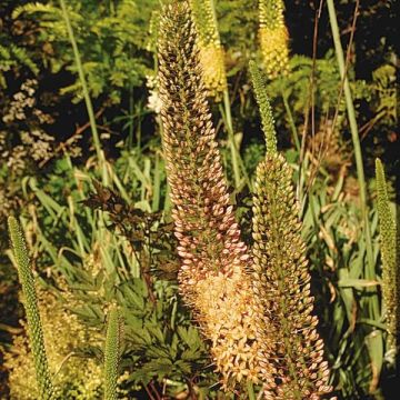 Eremurus Brun - Foxtail Lily