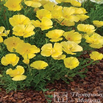California Poppy Butter Bush - Eschscholzia californica