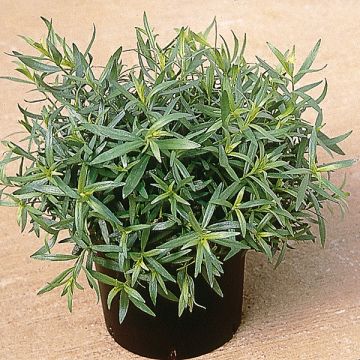 Organic Tolergon Tarragon - Artemisia dracunculus