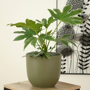 Fatsia japonica Spiders Web - Variegated False Aralia Fatsia japonica Spiders Web - Variegated False Aralia