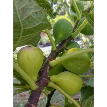 Fig Tree De Marseille - Ficus carica