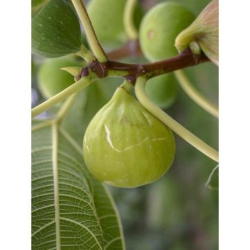 Fig Tree Sucre Vert - Ficus carica