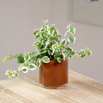 Ficus pumila Bellus -Creeping fig