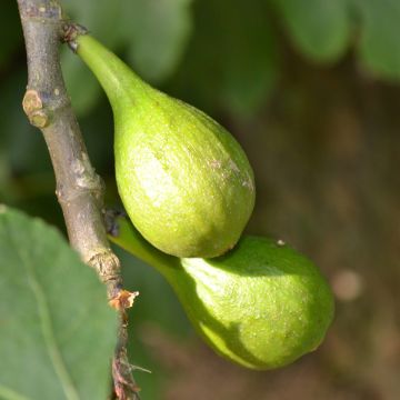 Fig Tree Kadota - Ficus carica